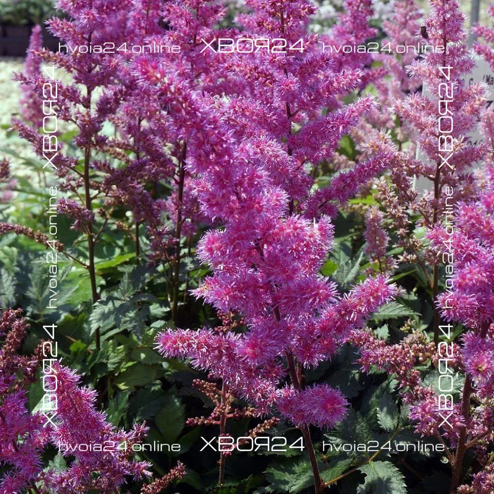  • ХВОЯ24
