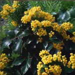  • ХВОЯ24