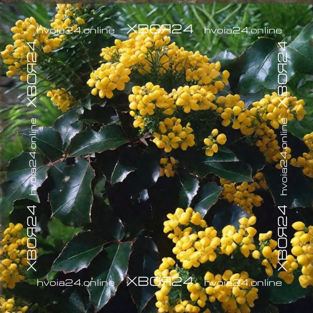  • ХВОЯ24