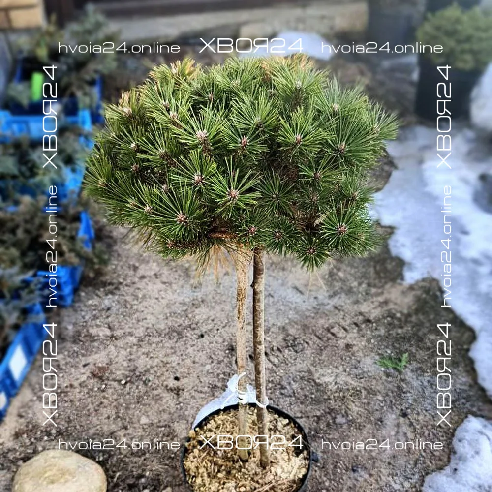  • ХВОЯ24