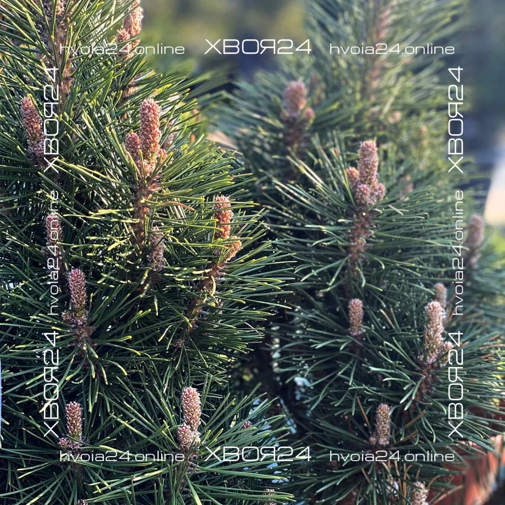  • ХВОЯ24
