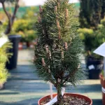  • ХВОЯ24