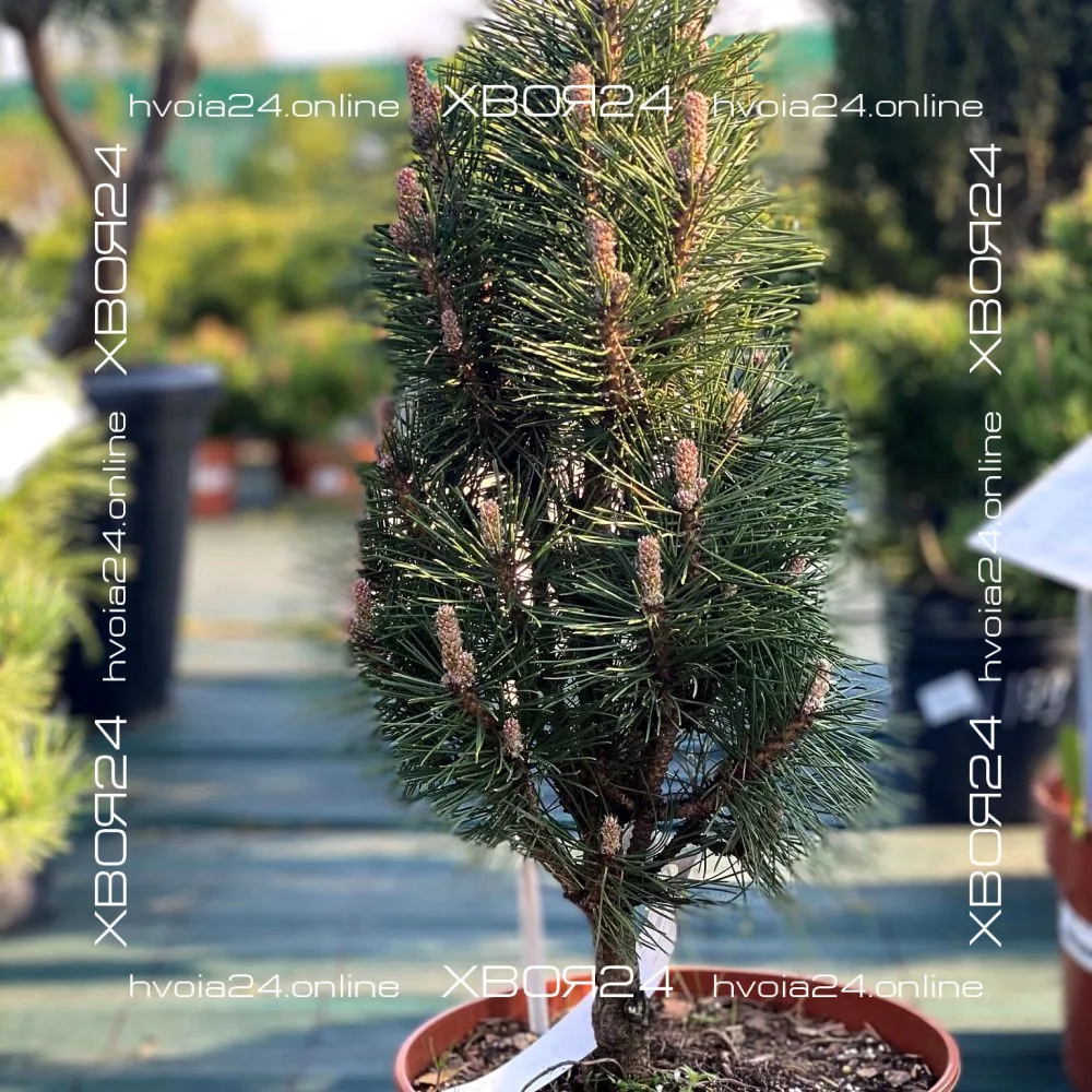  • ХВОЯ24