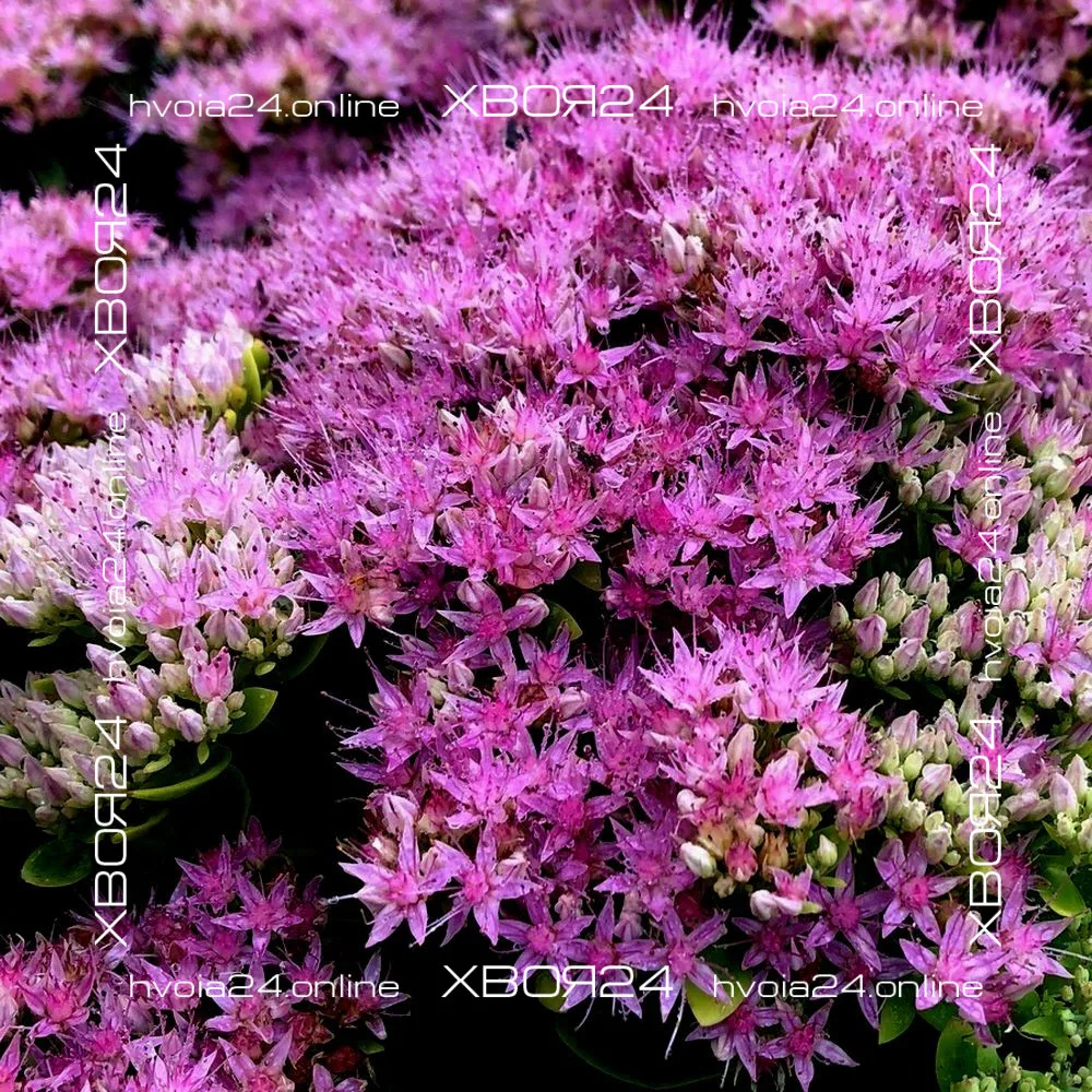  • ХВОЯ24