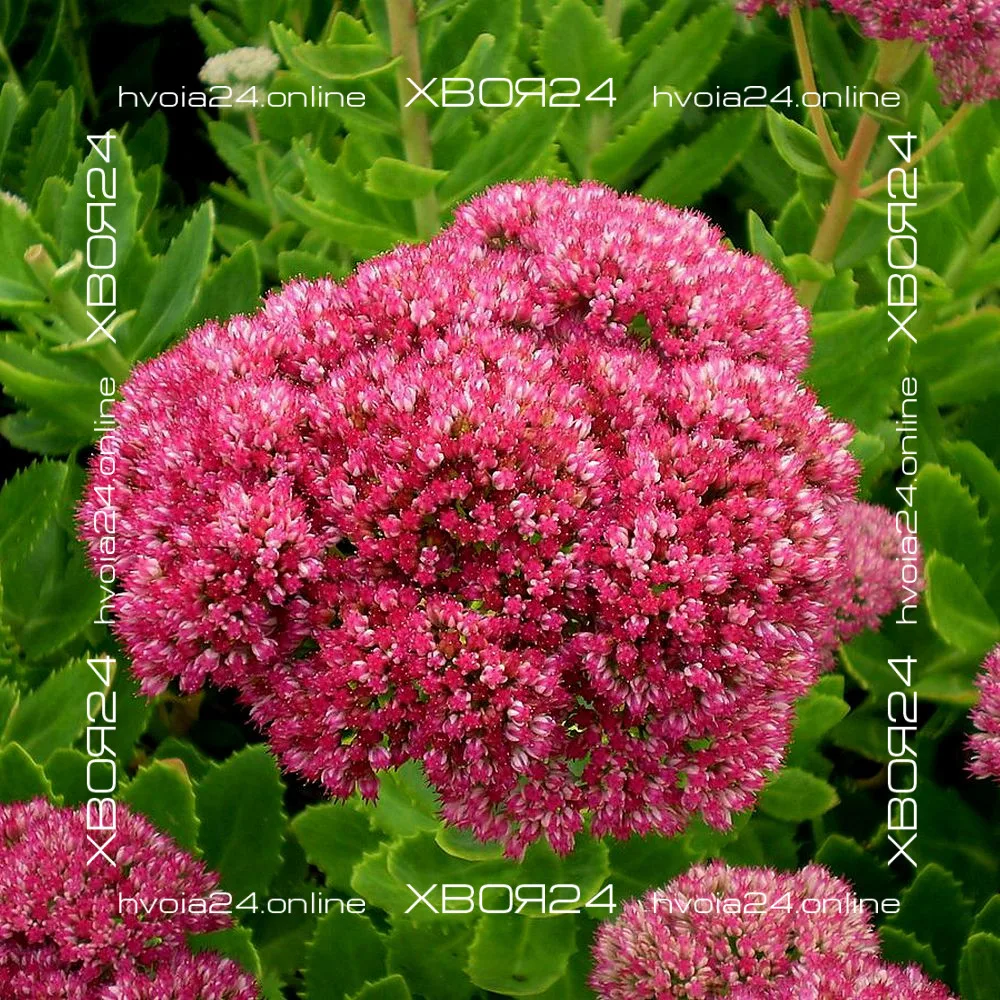  • ХВОЯ24