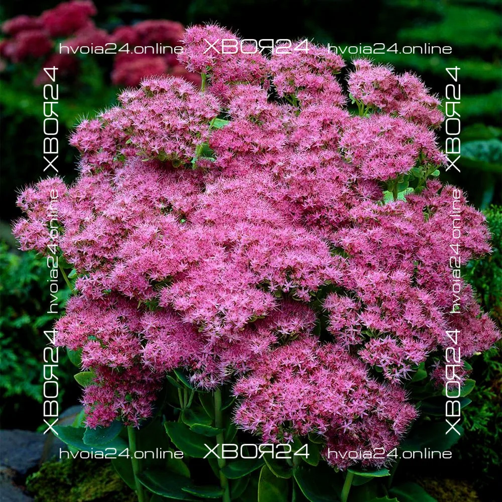  • ХВОЯ24