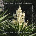 Юкка нитчатая (садовая) — изображение 11