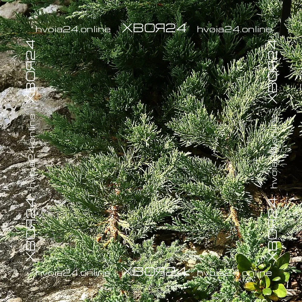  • ХВОЯ24