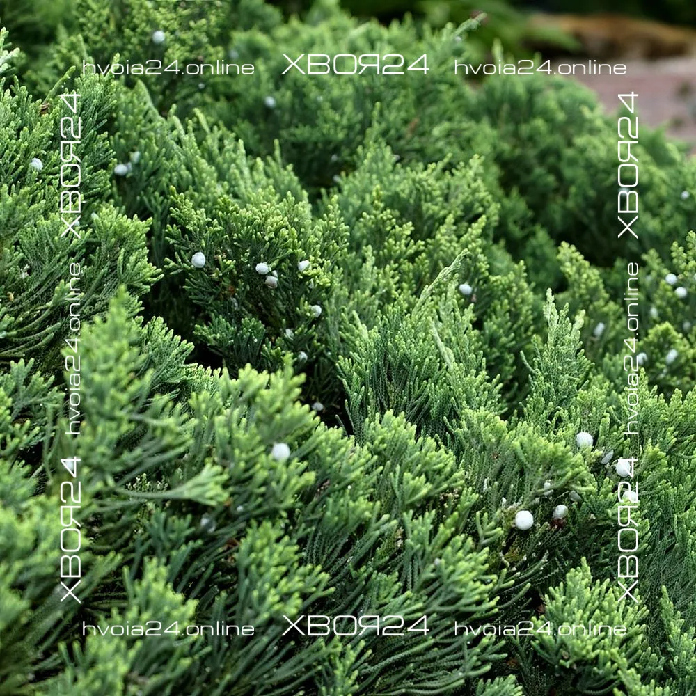  • ХВОЯ24
