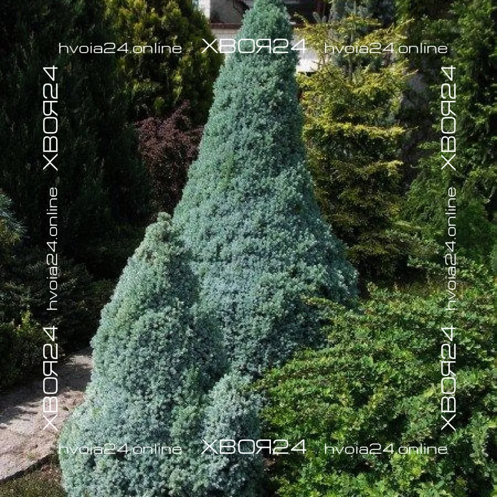  • ХВОЯ24