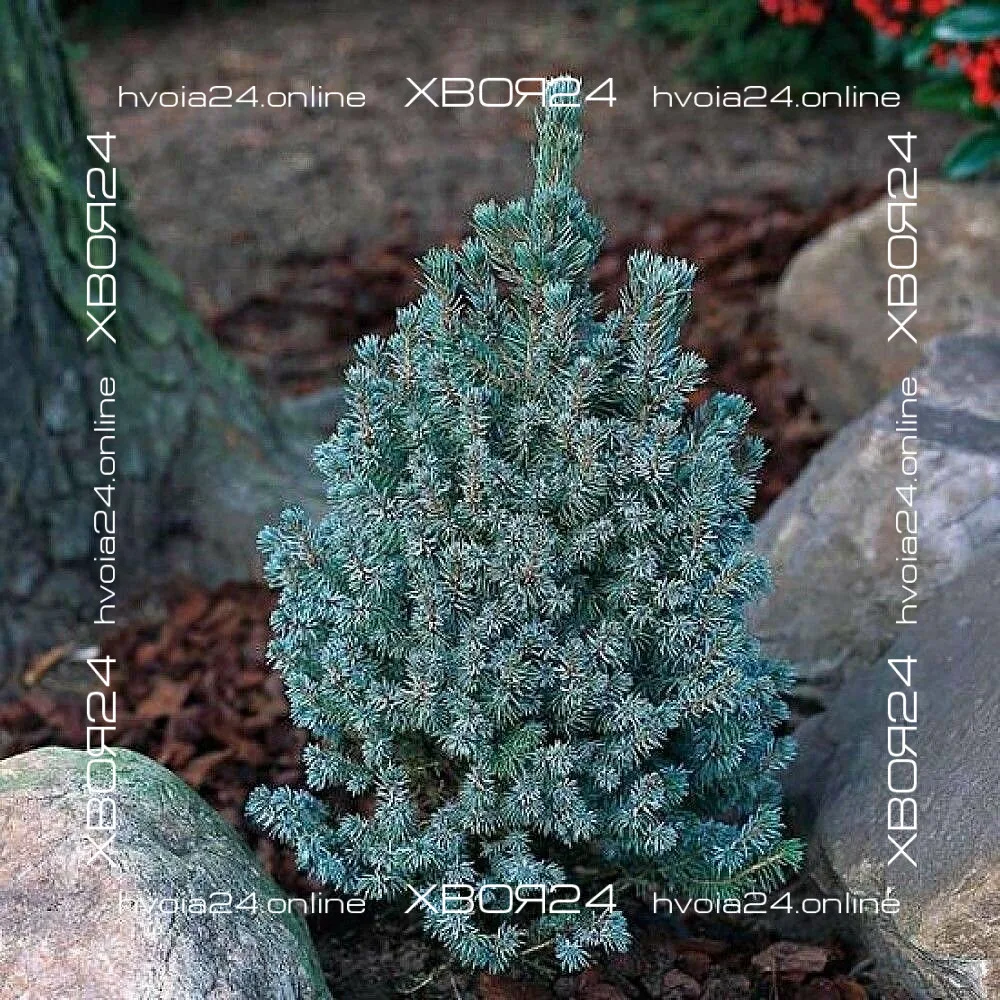  • ХВОЯ24