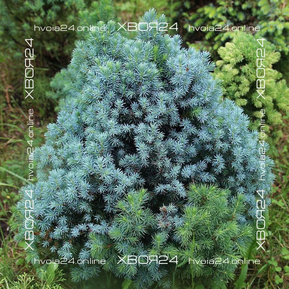  • ХВОЯ24