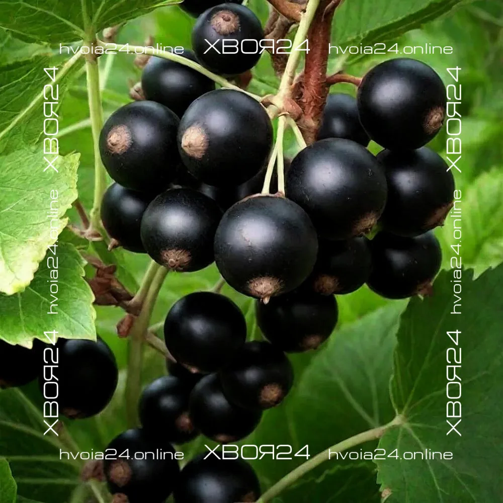  • ХВОЯ24