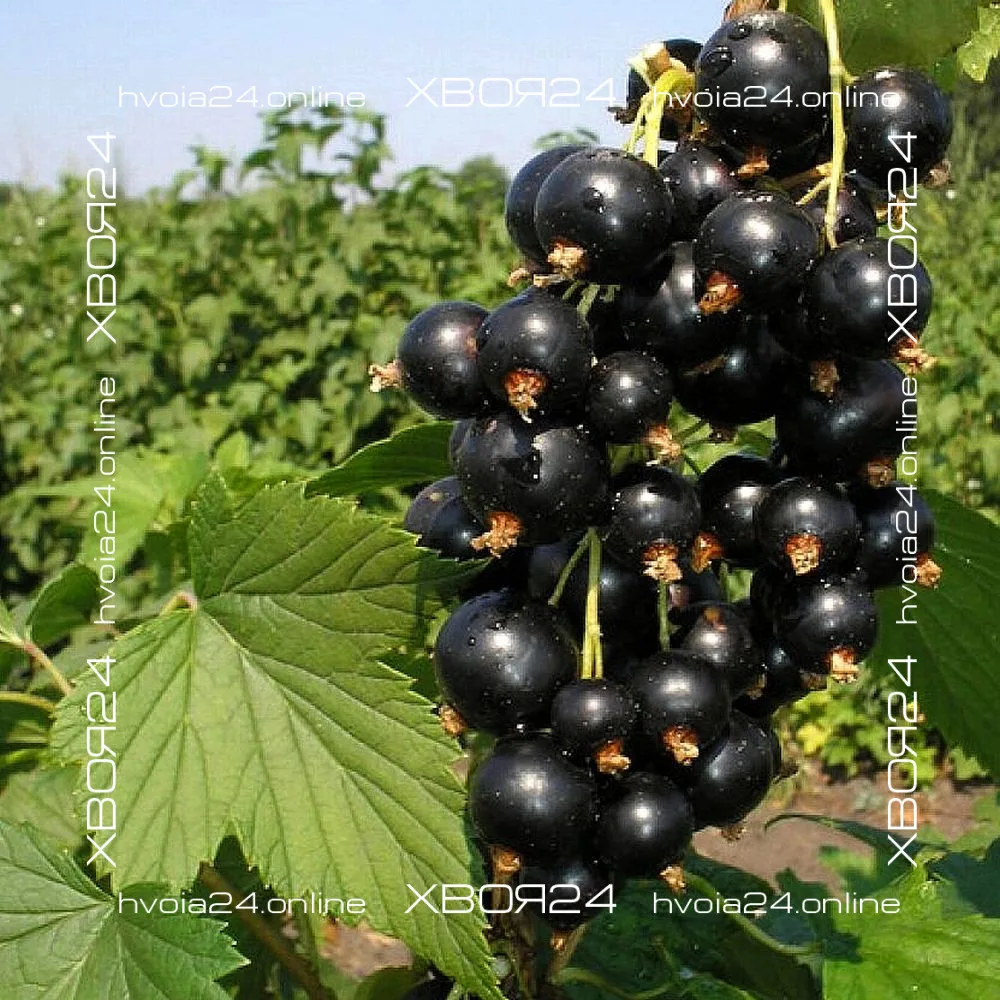  • ХВОЯ24