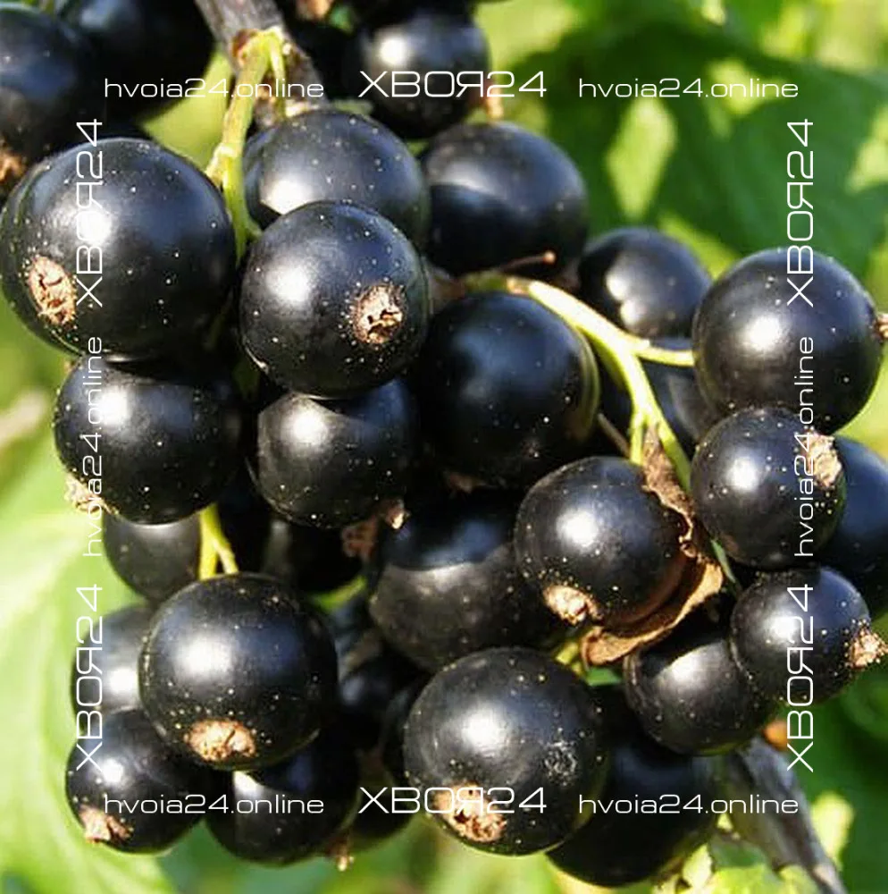  • ХВОЯ24