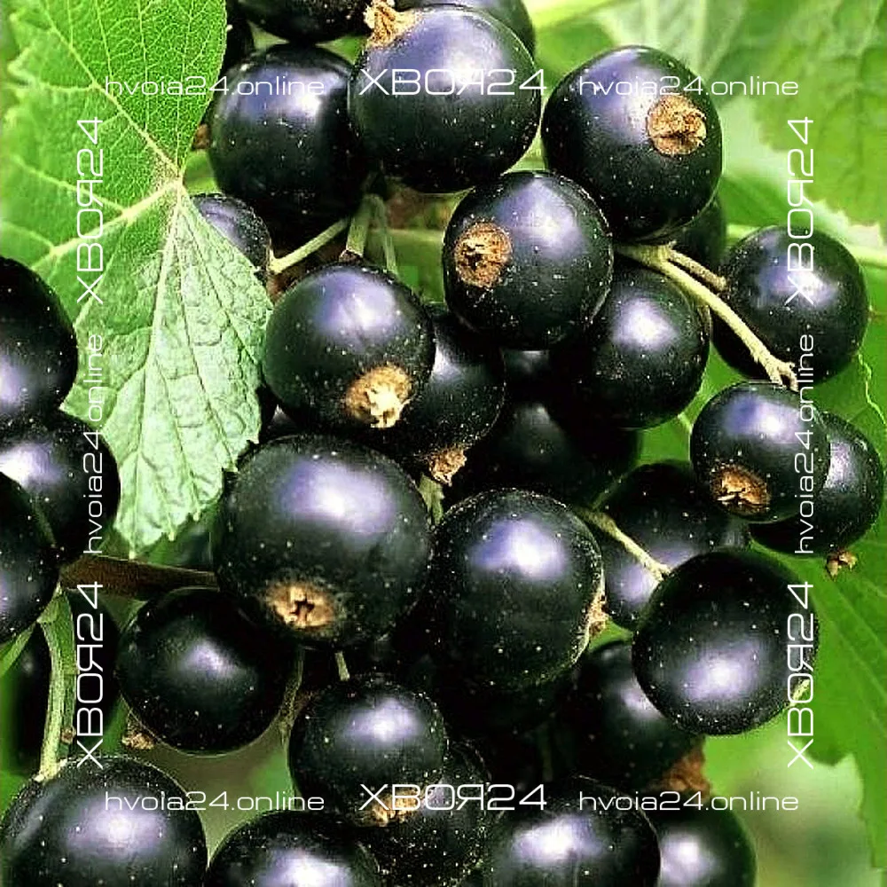  • ХВОЯ24