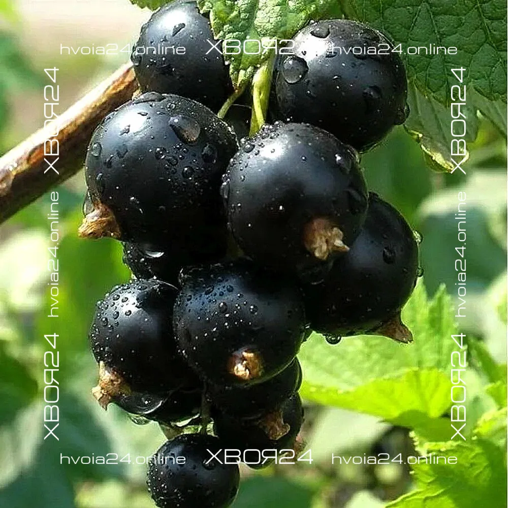  • ХВОЯ24