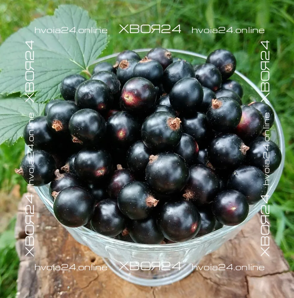  • ХВОЯ24