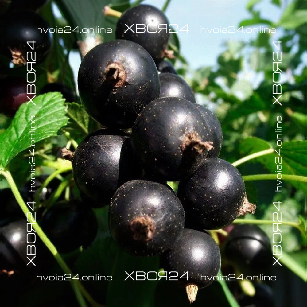  • ХВОЯ24