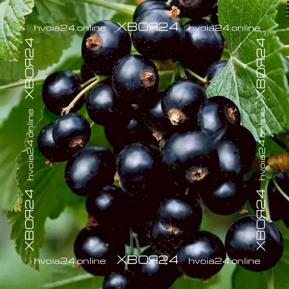  • ХВОЯ24