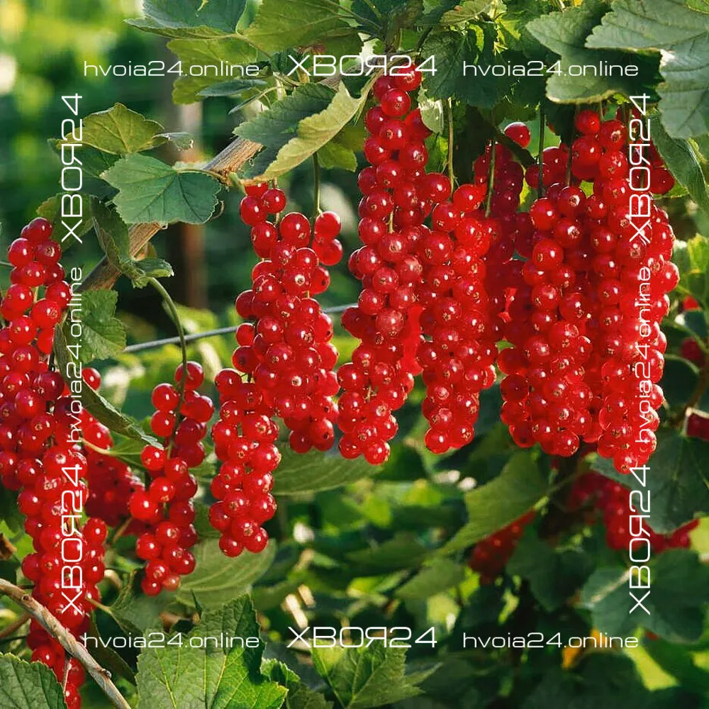  • ХВОЯ24
