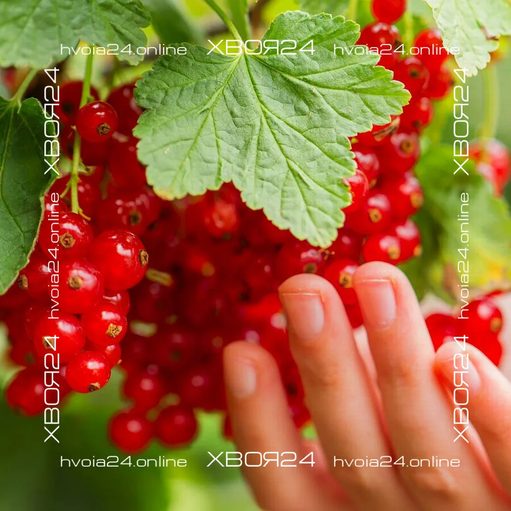  • ХВОЯ24