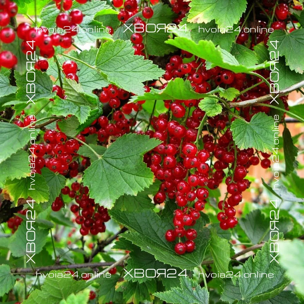  • ХВОЯ24