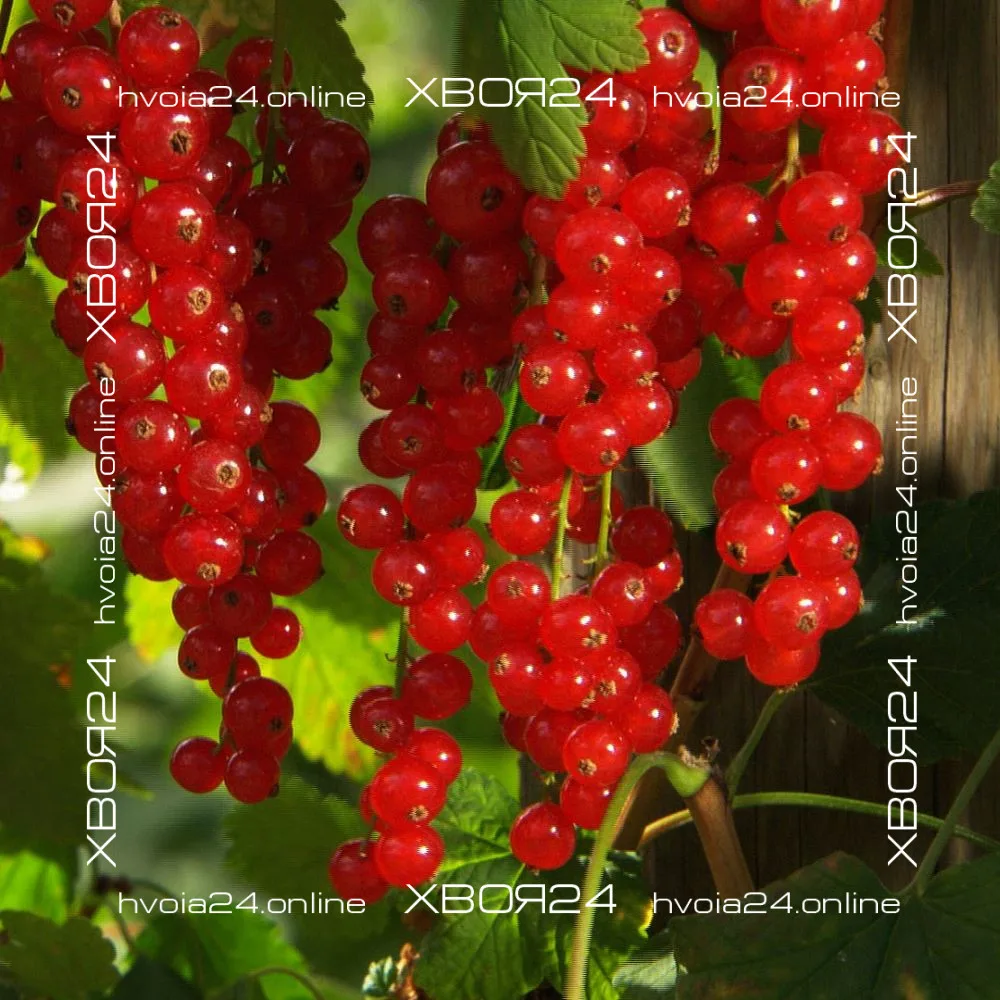  • ХВОЯ24