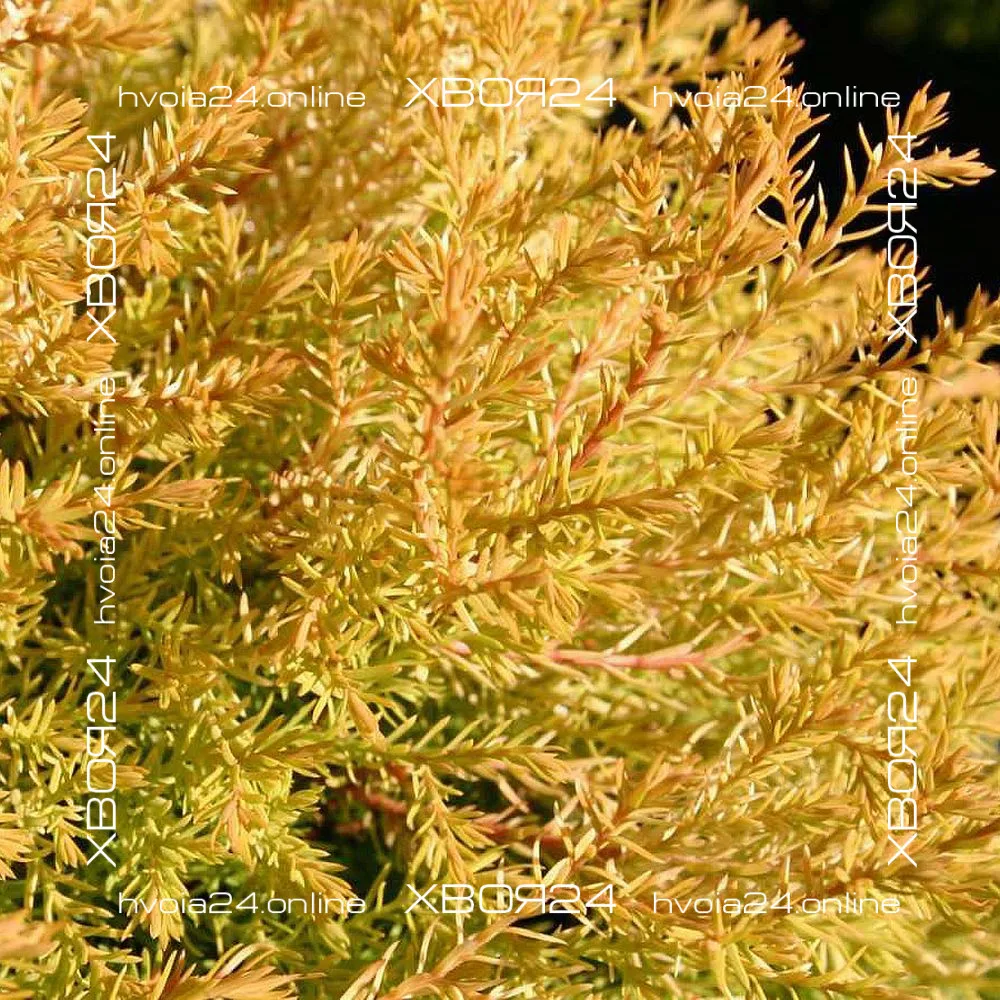  • ХВОЯ24