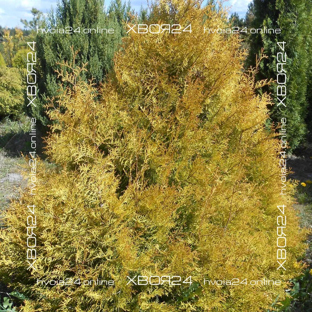  • ХВОЯ24