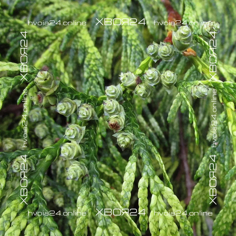  • ХВОЯ24