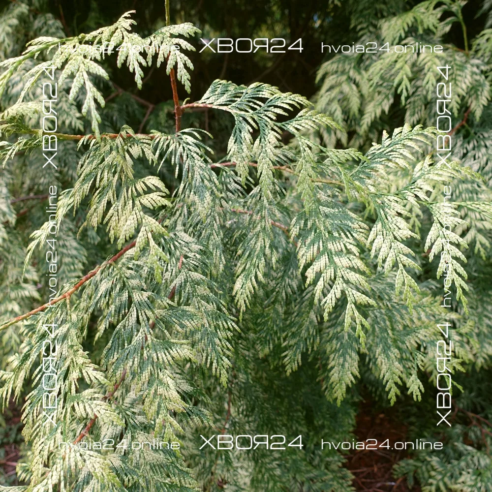  • ХВОЯ24