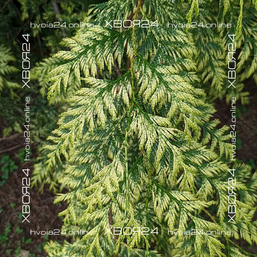 • ХВОЯ24