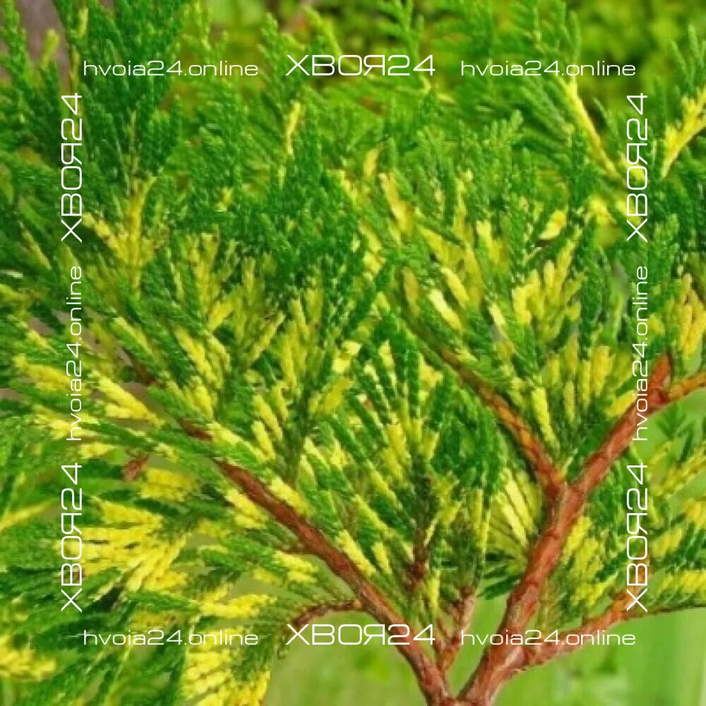  • ХВОЯ24
