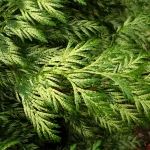  • ХВОЯ24