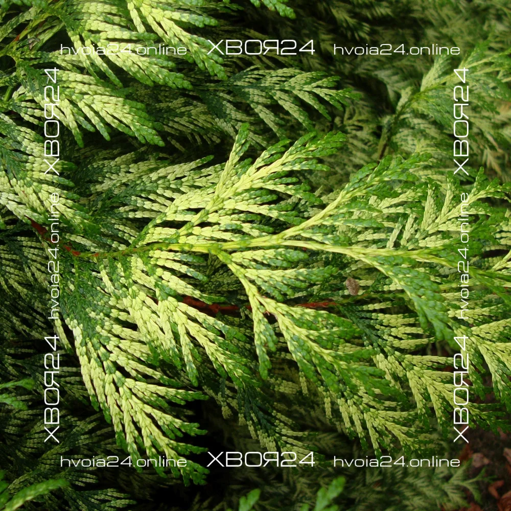  • ХВОЯ24