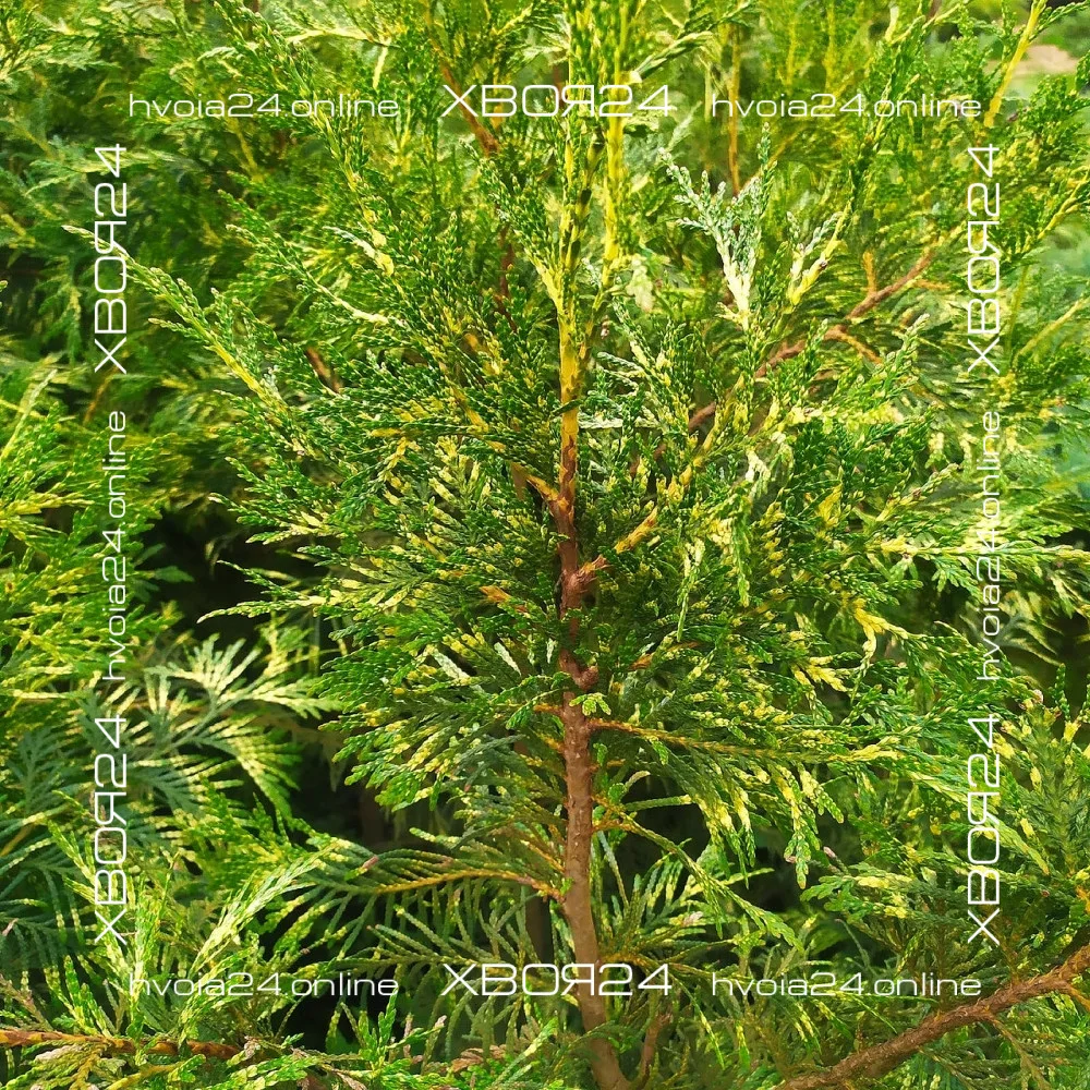  • ХВОЯ24
