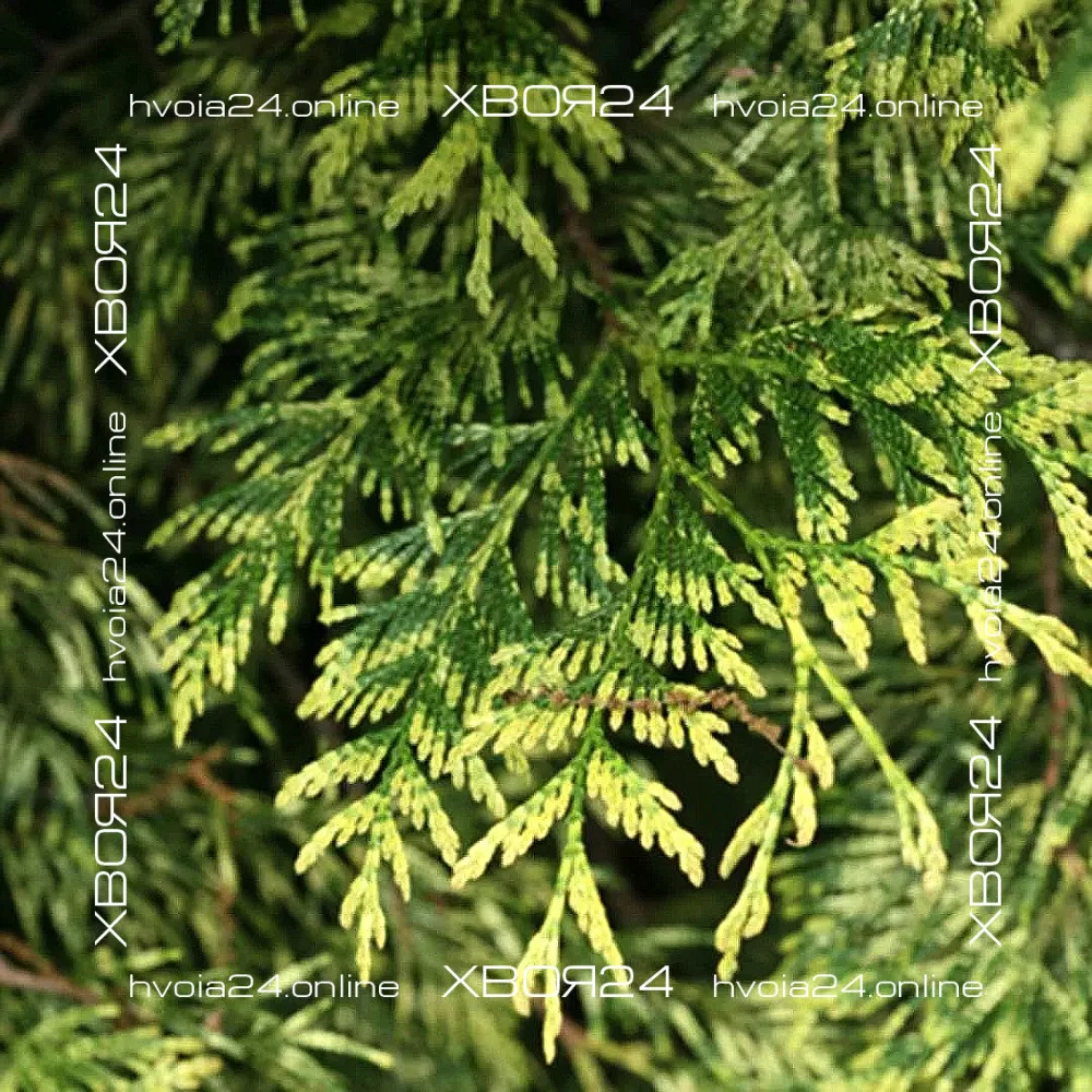  • ХВОЯ24