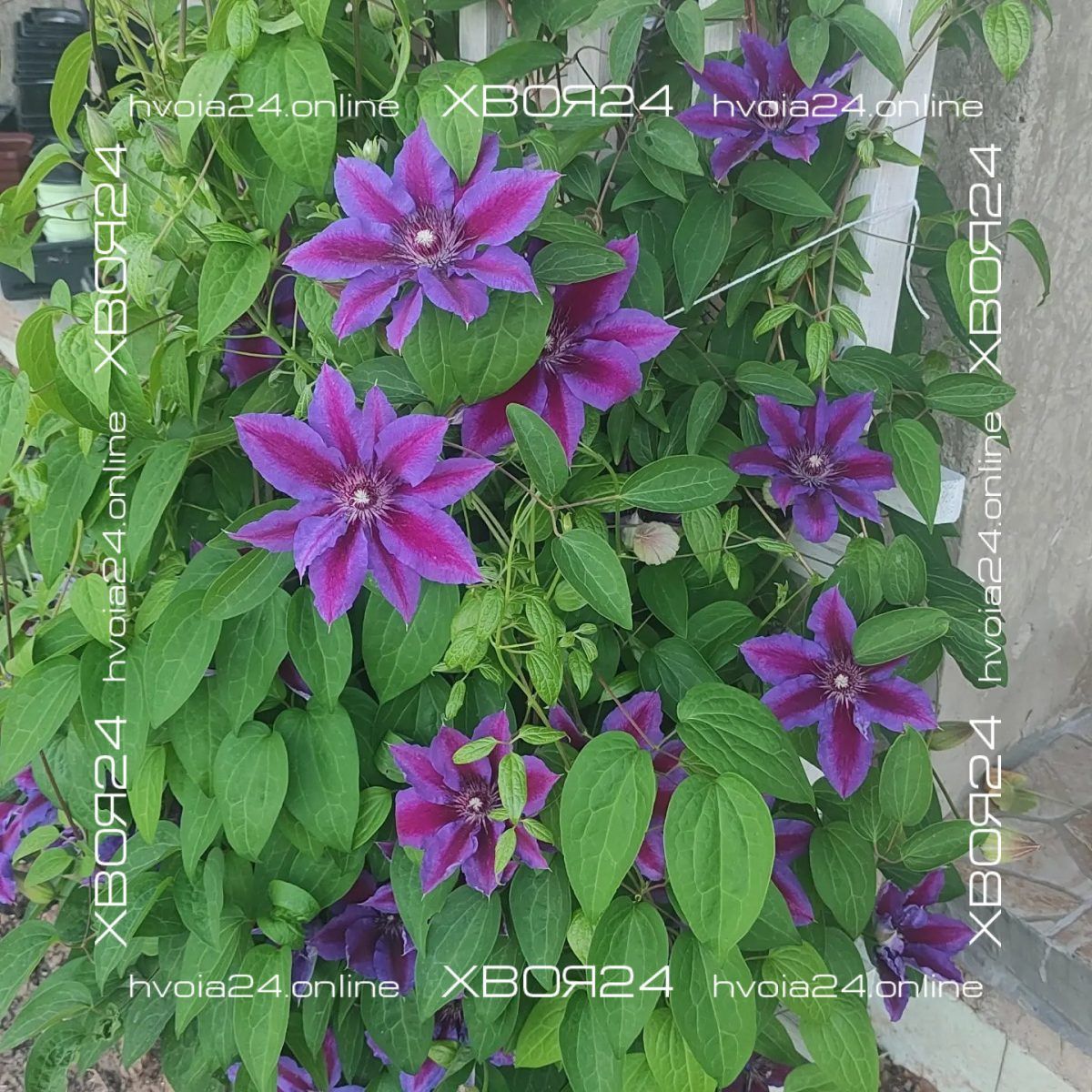  • ХВОЯ24