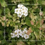 Спирея ниппонская Герлвес Рейнбоу — изображение 9