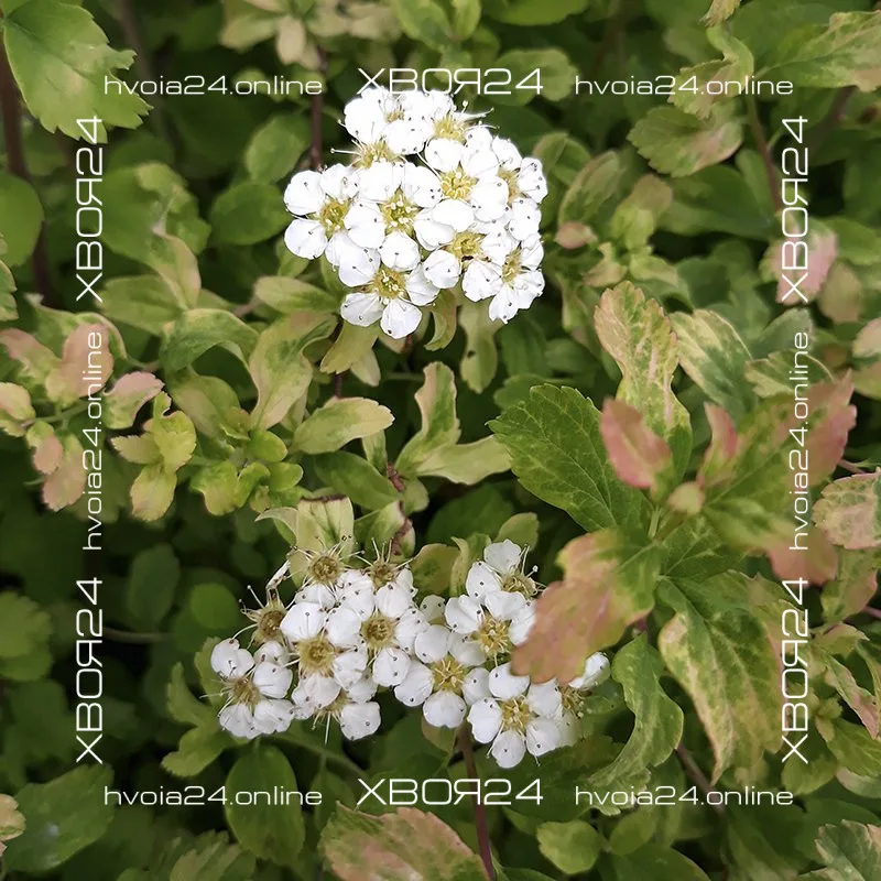  • ХВОЯ24