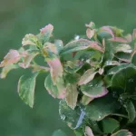  • ХВОЯ24