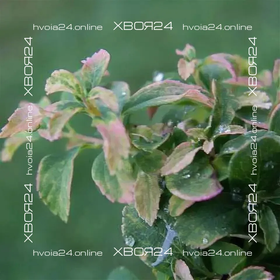  • ХВОЯ24