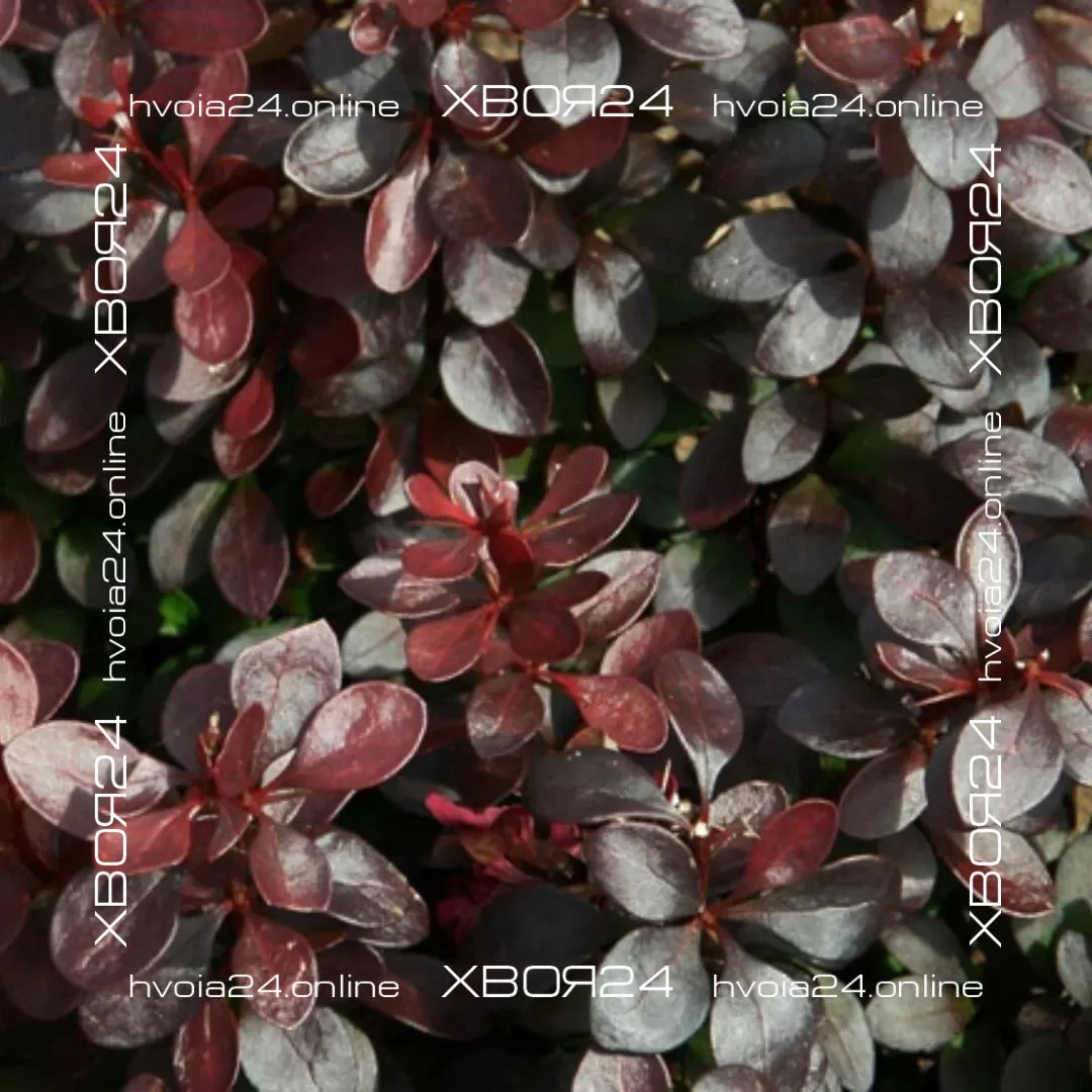  • ХВОЯ24
