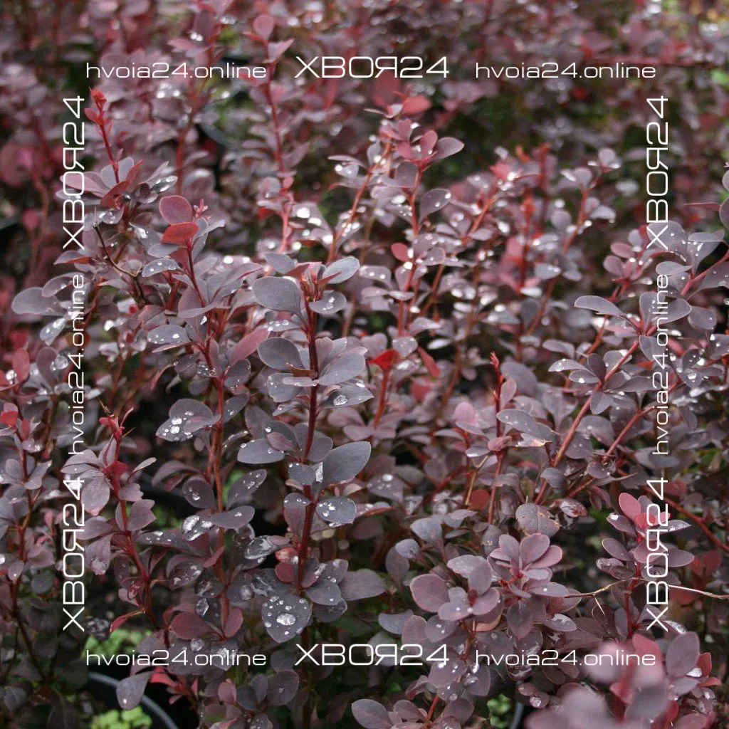  • ХВОЯ24
