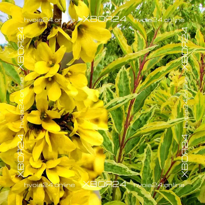 • ХВОЯ24