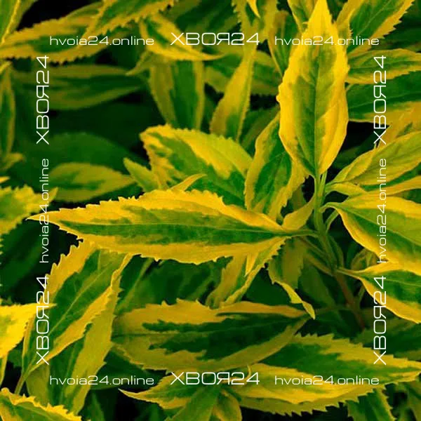 • ХВОЯ24