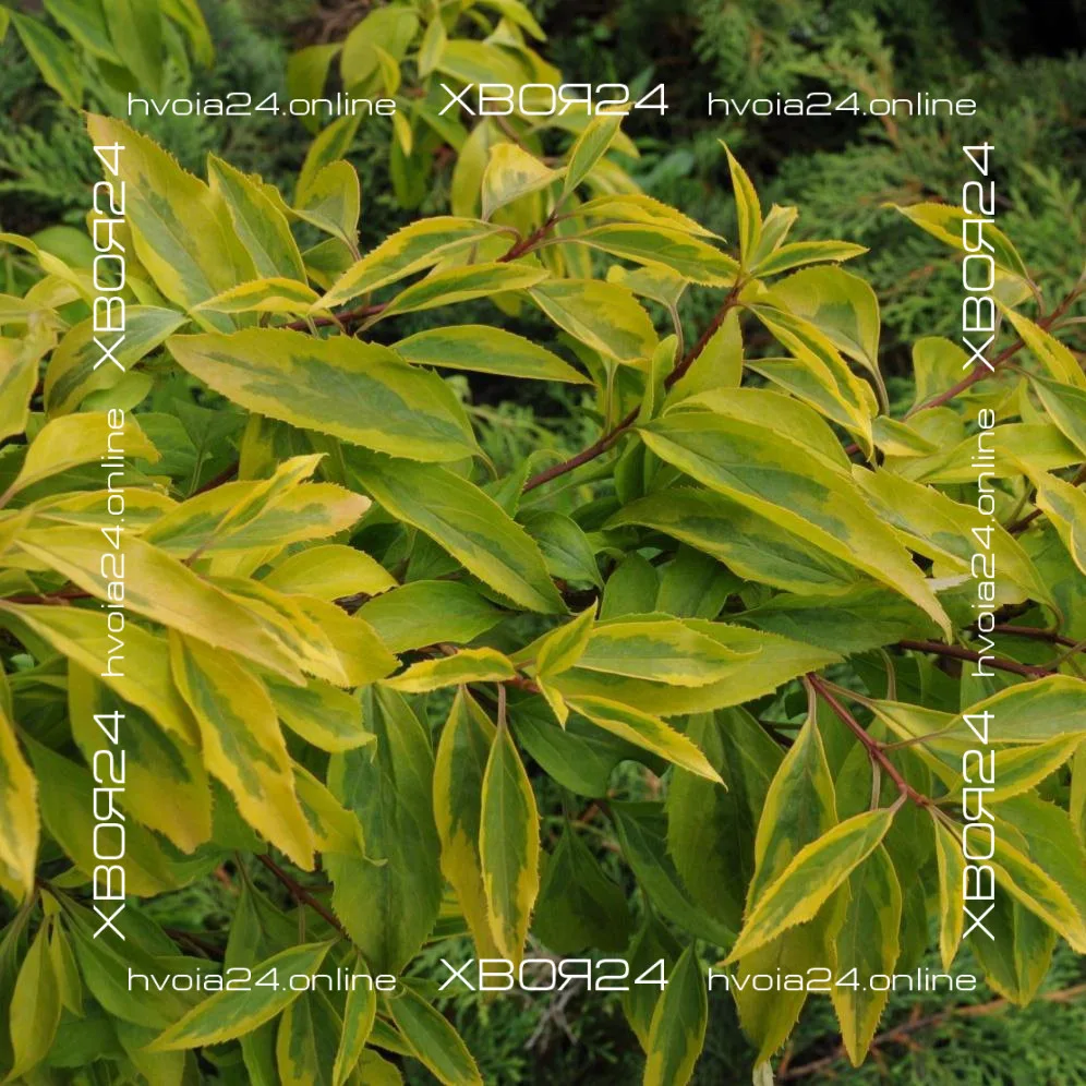  • ХВОЯ24