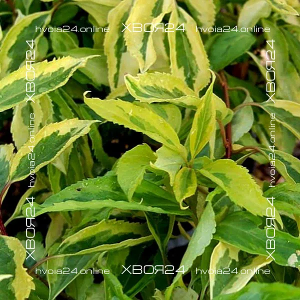  • ХВОЯ24