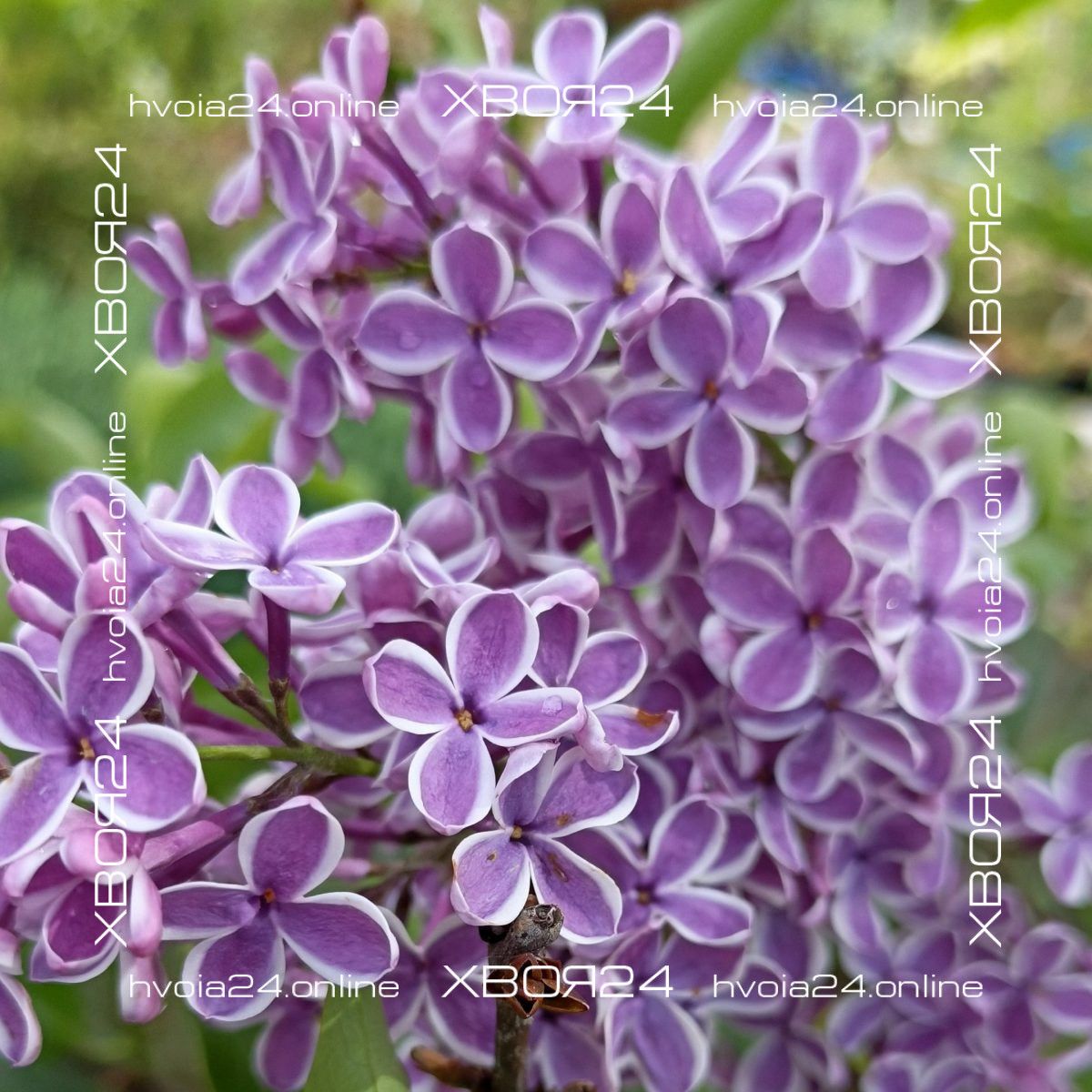 Сирень Сенсация — изображение 1